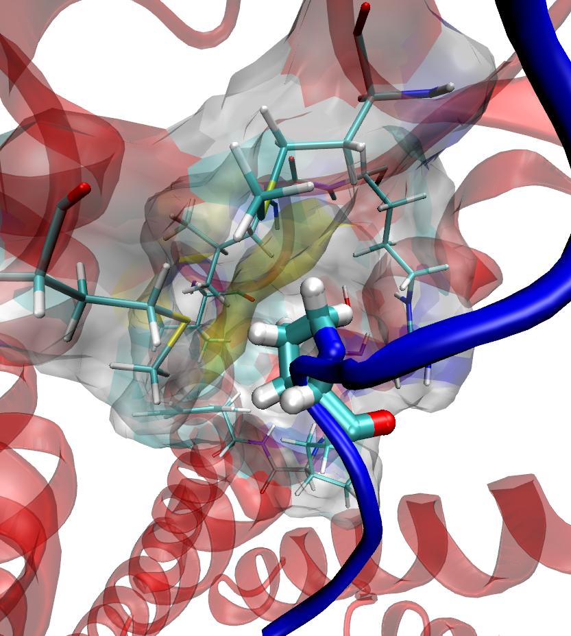 molecular toxicology inc