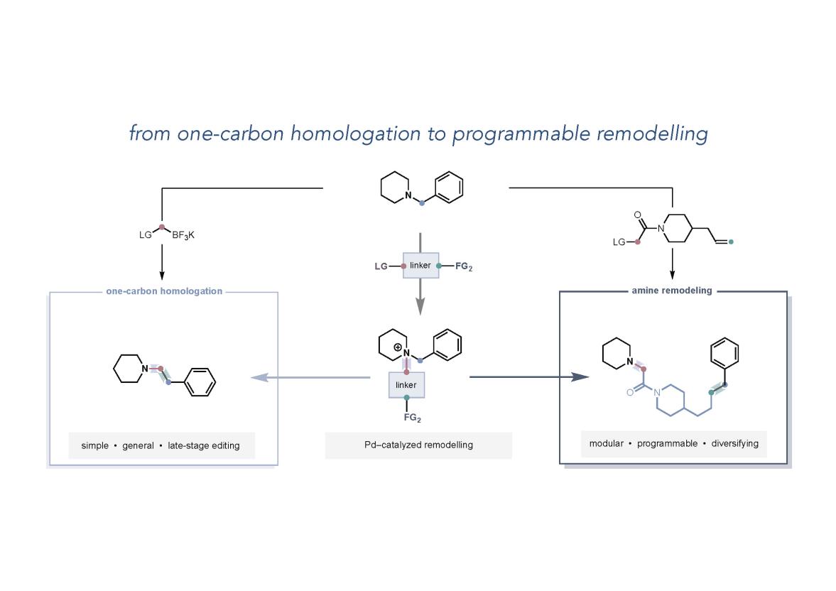 from one-carbon homologation to programmable remodelling diagram from the paper.