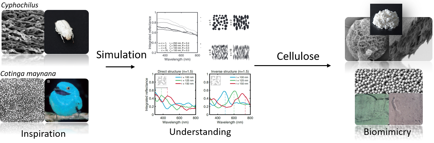 Bioinspired photonic materials