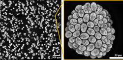 microscopic images of aggregates
