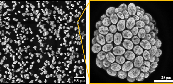 microscopic images of aggregates