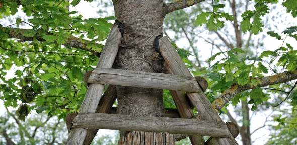 A photo of a tree supported by wooden slats