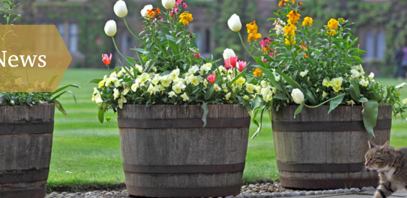 A cat walks past plant pots filled with flowers