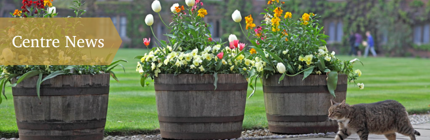 A cat walks past plant pots filled with flowers