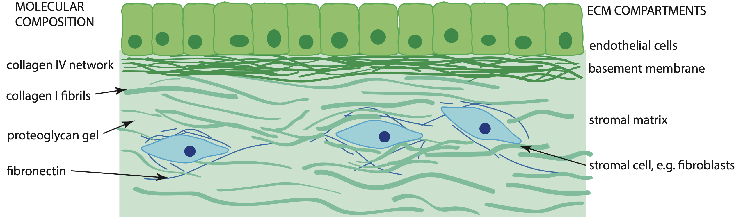 The molecular structure of the extracellular matrix | Duer Research Group