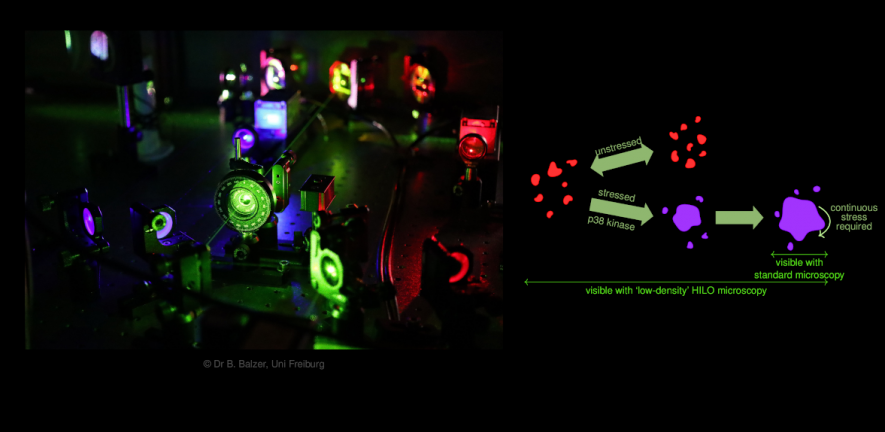 Photograph of HILO microscope setup and a schematic of pre- and post-nucleation NELF clusters