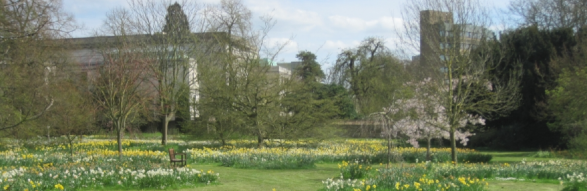 Peterhouse Deer Park with daffodils and buildings in background