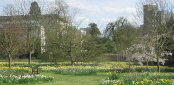 Peterhouse Deer Park with daffodils and buildings in background