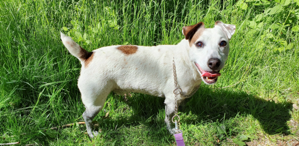 Eddie the Jack Russell terrier looking at camera