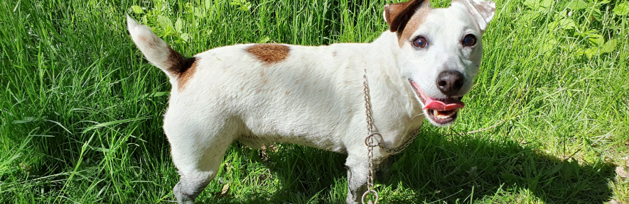 Eddie the Jack Russell terrier looking at camera